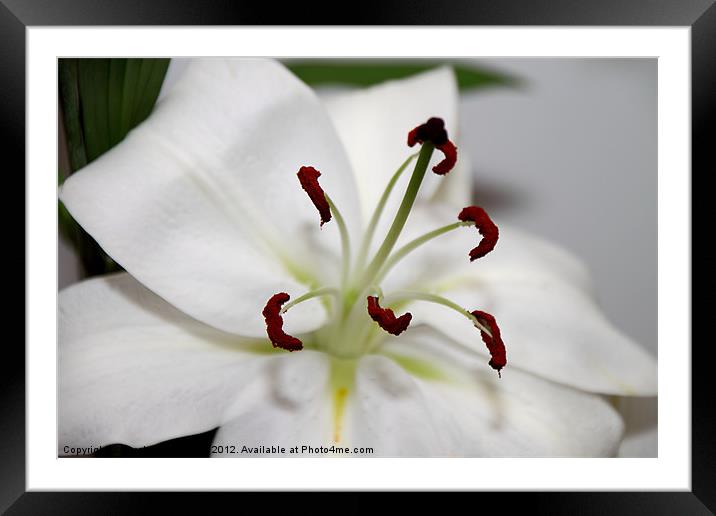White Lily in Macro Framed Mounted Print by Carole-Anne Fooks