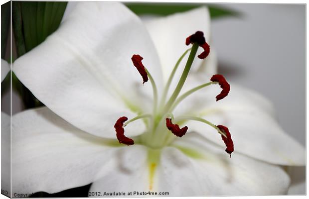 White Lily in Macro Canvas Print by Carole-Anne Fooks