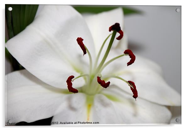 White Lily in Macro Acrylic by Carole-Anne Fooks