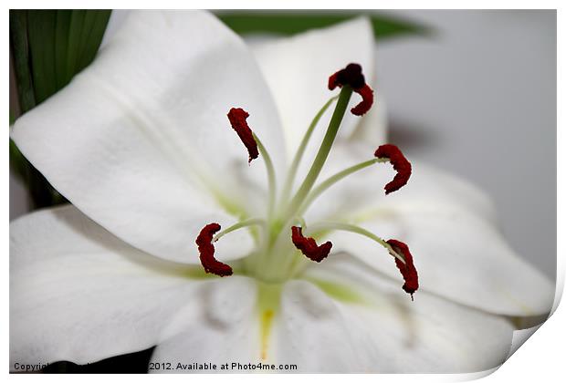 White Lily in Macro Print by Carole-Anne Fooks