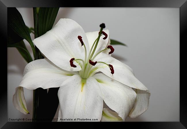White Lily in Macro Framed Print by Carole-Anne Fooks