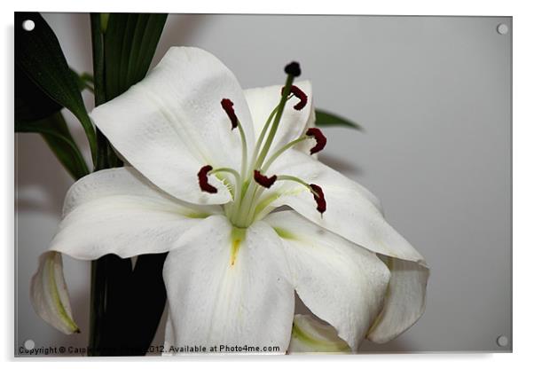 White Lily in Macro Acrylic by Carole-Anne Fooks