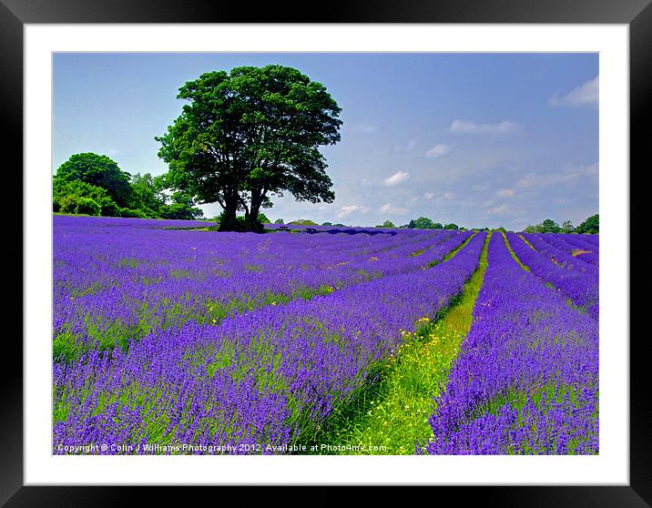 Mayfield Lavender Fields 2 Framed Mounted Print by Colin Williams Photography