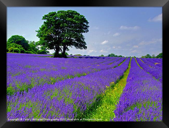 Mayfield Lavender Fields 2 Framed Print by Colin Williams Photography