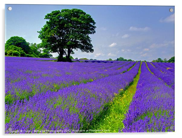 Mayfield Lavender Fields 2 Acrylic by Colin Williams Photography