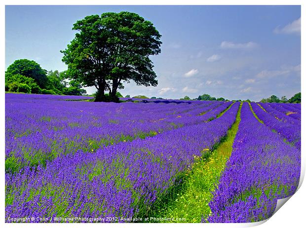 Mayfield Lavender Fields 2 Print by Colin Williams Photography