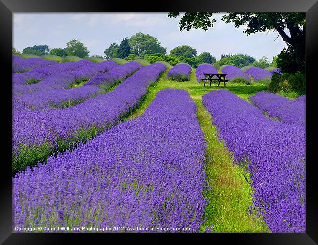 Mayfield Lavender Fields 1 Framed Print by Colin Williams Photography
