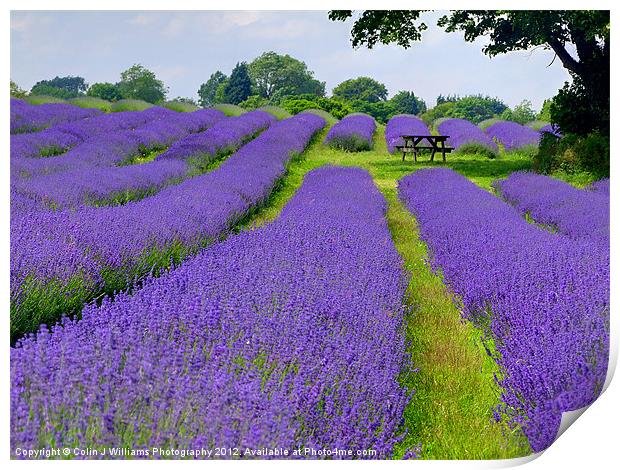 Mayfield Lavender Fields 1 Print by Colin Williams Photography