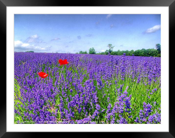 Mayfield Lavender Fields 3 Framed Mounted Print by Colin Williams Photography