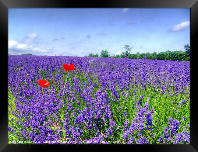 Mayfield Lavender Fields 3 Framed Print by Colin Williams Photography