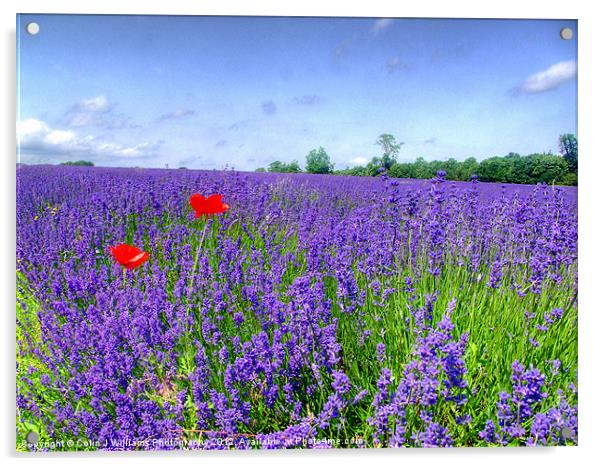 Mayfield Lavender Fields 3 Acrylic by Colin Williams Photography