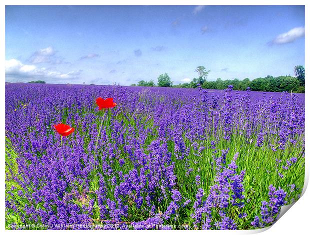 Mayfield Lavender Fields 3 Print by Colin Williams Photography