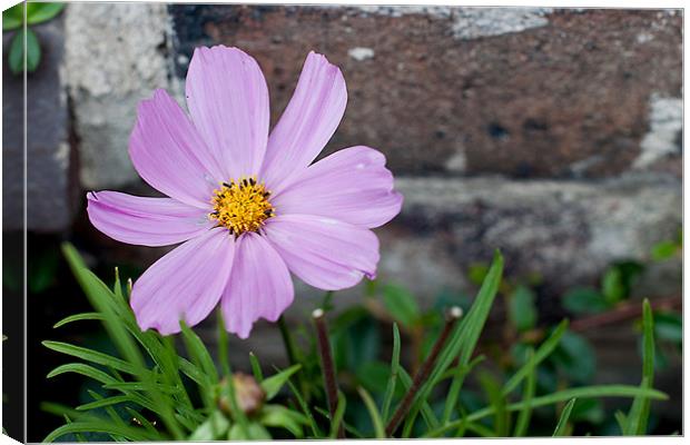 Flower Canvas Print by Kerry Murray
