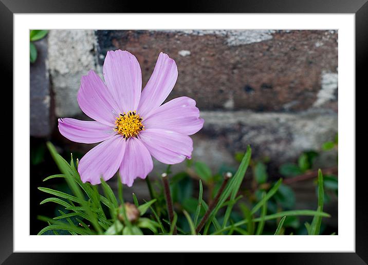 Flower Framed Mounted Print by Kerry Murray