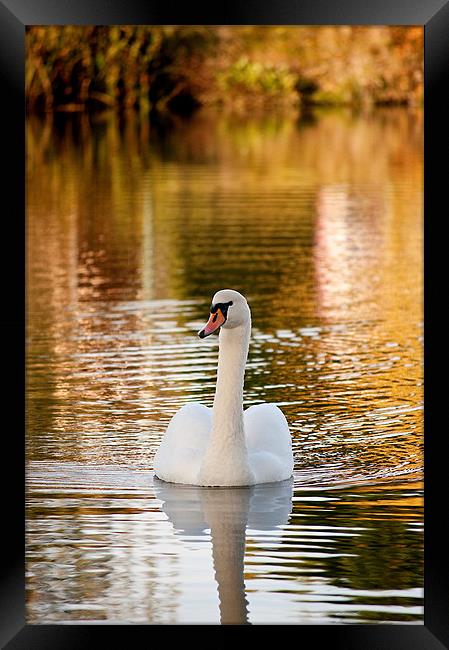 Swan Framed Print by Kerry Murray