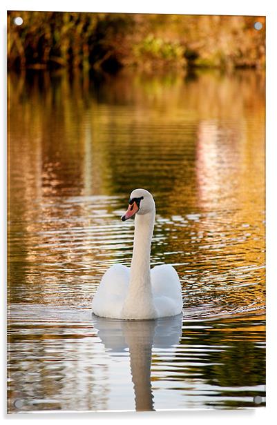 Swan Acrylic by Kerry Murray