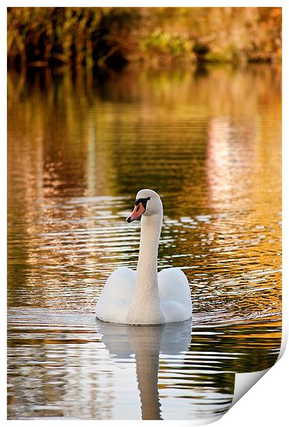 Swan Print by Kerry Murray