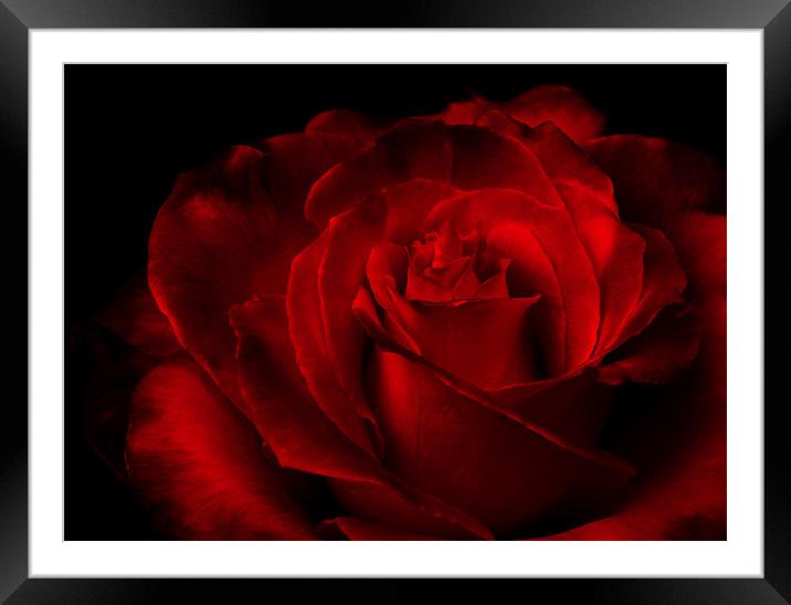 shadowed Rose Framed Mounted Print by Loren Robbins