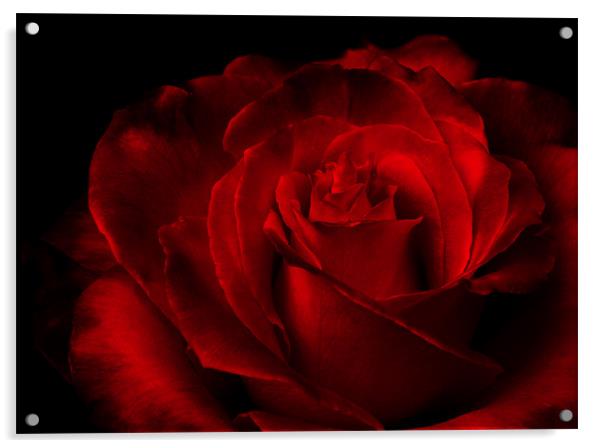 shadowed Rose Acrylic by Loren Robbins