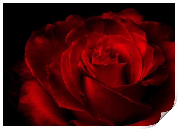 shadowed Rose Print by Loren Robbins