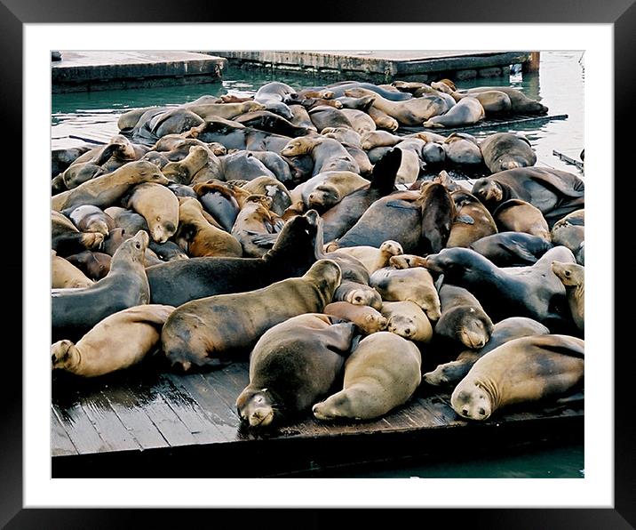 Seals at Pier 39 Framed Mounted Print by David Worthington