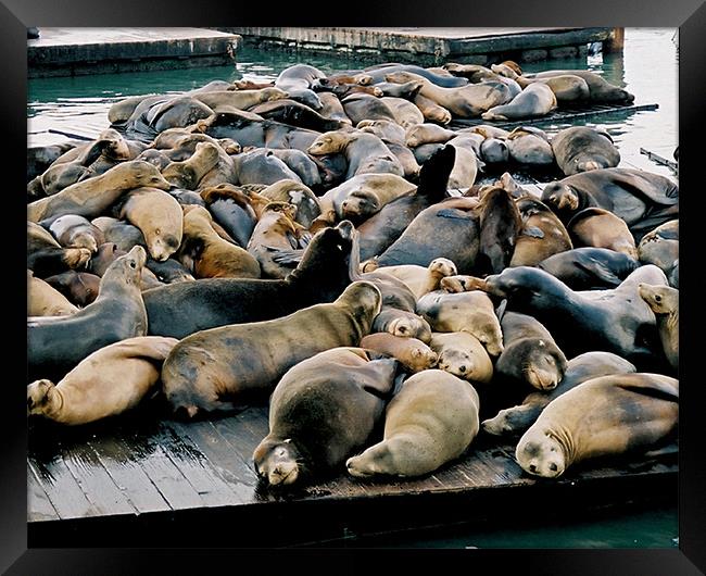Seals at Pier 39 Framed Print by David Worthington