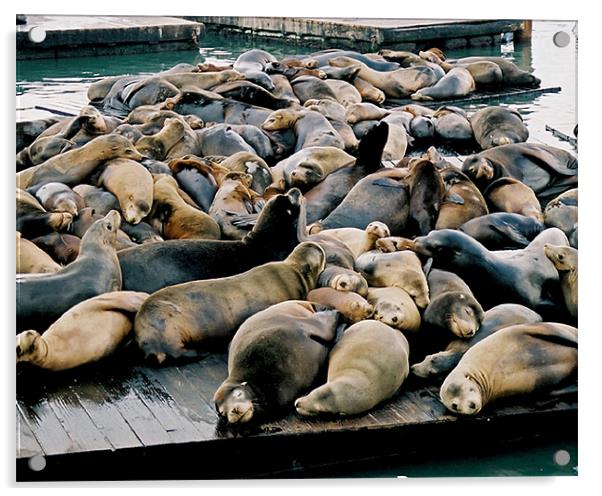Seals at Pier 39 Acrylic by David Worthington