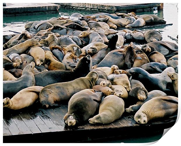 Seals at Pier 39 Print by David Worthington