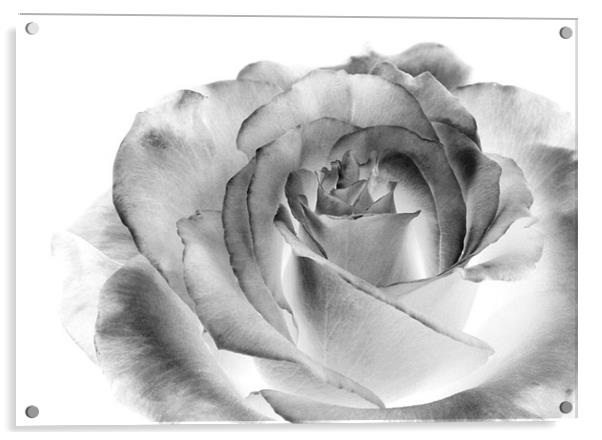 Rose Sketch Acrylic by Loren Robbins
