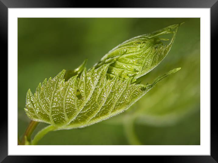 Leaf Framed Mounted Print by Mary Lane