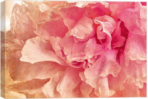 Pink Peony Canvas Print by Dawn Cox
