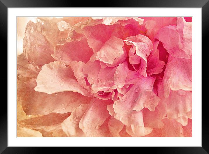 Pink Peony Framed Mounted Print by Dawn Cox