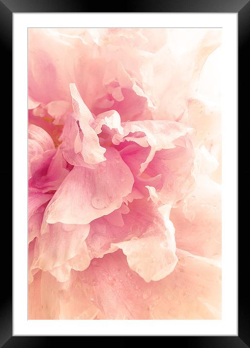 Soft Pink Peony Framed Mounted Print by Dawn Cox