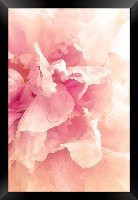 Soft Pink Peony Framed Print by Dawn Cox