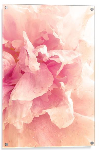 Soft Pink Peony Acrylic by Dawn Cox