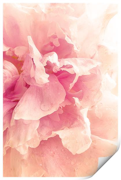 Soft Pink Peony Print by Dawn Cox