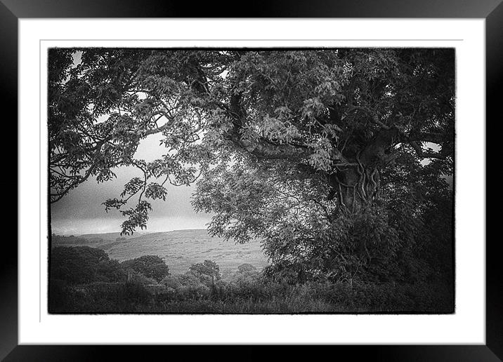 Old gnarled tree vintage version Framed Mounted Print by paul thomas