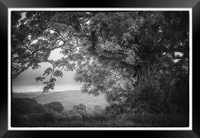 Old gnarled tree vintage version Framed Print by paul thomas