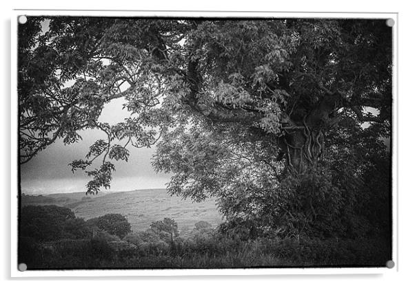 Old gnarled tree vintage version Acrylic by paul thomas