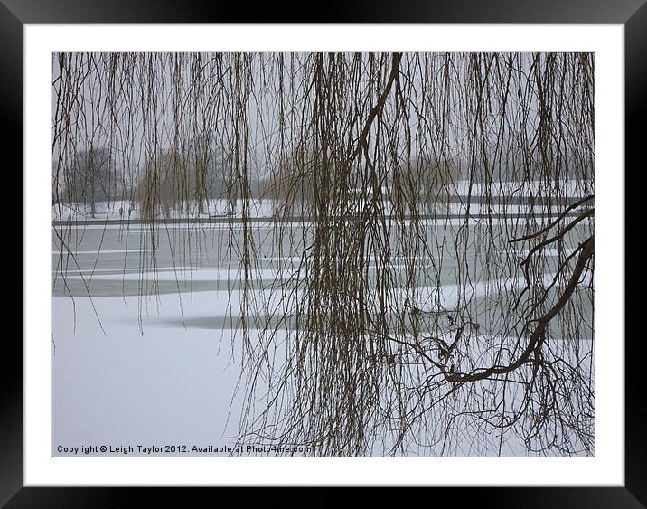 Winter Willow Framed Mounted Print by Leigh Taylor
