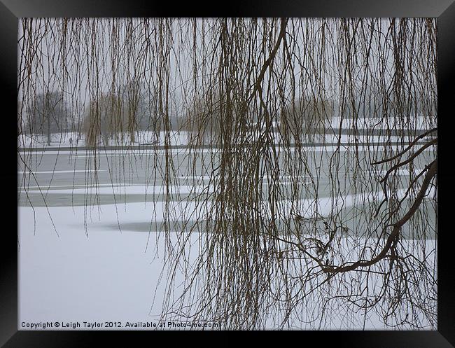 Winter Willow Framed Print by Leigh Taylor