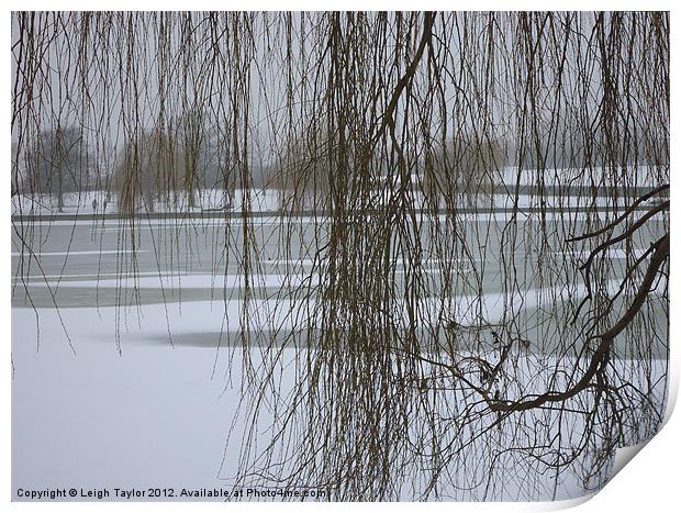 Winter Willow Print by Leigh Taylor