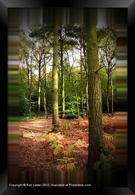 A Walk in Gaussian Wood Framed Print by Rob Lester
