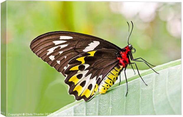 Female Cairns-Birdwing Butterfly Canvas Print by Chris Thaxter