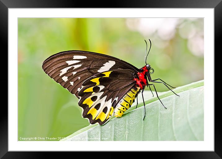 Female Cairns-Birdwing Butterfly Framed Mounted Print by Chris Thaxter