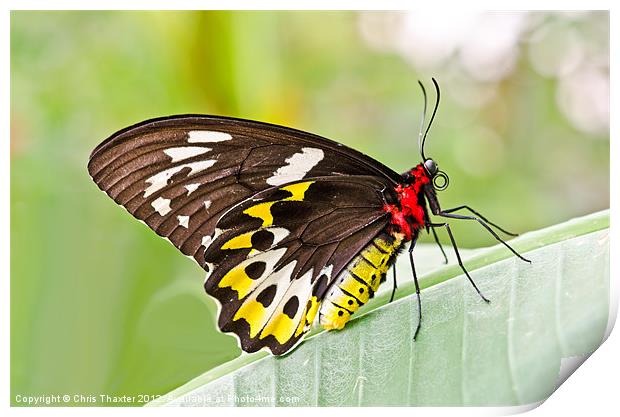 Female Cairns-Birdwing Butterfly Print by Chris Thaxter