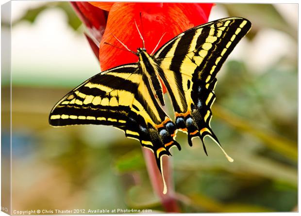 Swallowtail butterfly Canvas Print by Chris Thaxter
