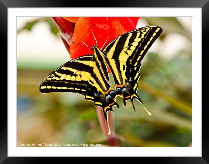 Swallowtail butterfly Framed Mounted Print by Chris Thaxter