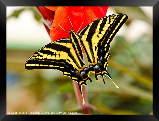 Swallowtail butterfly Framed Print by Chris Thaxter