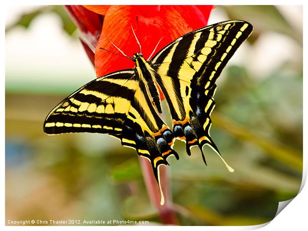 Swallowtail butterfly Print by Chris Thaxter